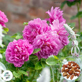 50 Heirloom Princess Anne English Rose flower Bonsai Garden Seeds